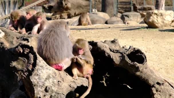 Groupes Babouin Hamadryas Singes Debout Sur Énorme Corps Arbre Une — Video