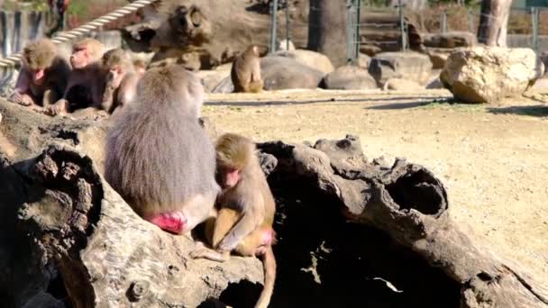 Groupes Babouin Hamadryas Singes Debout Sur Énorme Corps Arbre Une — Video