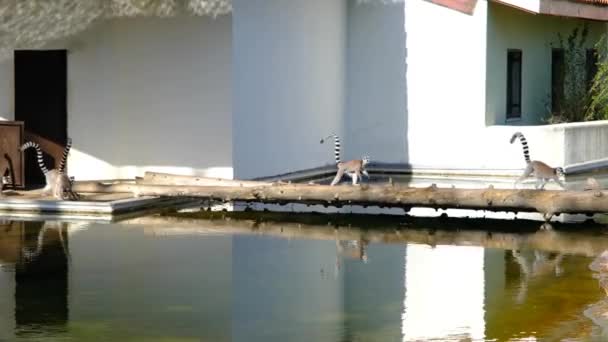 Halka Kuyruklu Lemur Grupları Onların Yansımaları Hayvanat Bahçesindeki Küçük Bir — Stok video