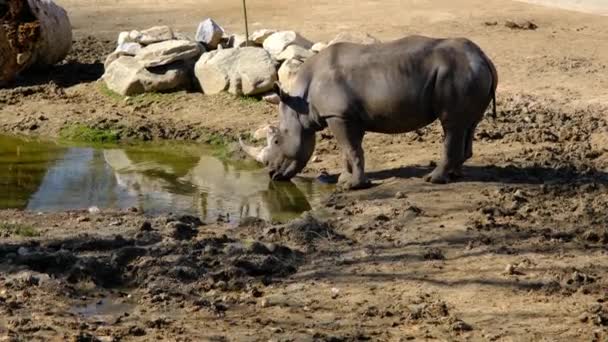 Rhinoceros Drinking Water Small Pond Its Home — Stock Video