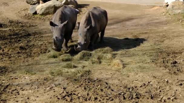 Due Pezzi Rinoceronte Nutrono Con Piante Essiccate Appassite — Video Stock