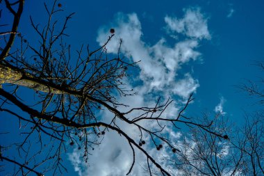 Kurumuş ve solmuş ağaç canlı mavi gökyüzüne ve bulutlara kadar uzanıyor..