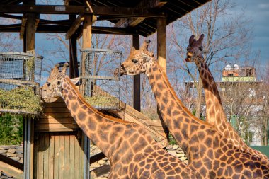 Hayvanat bahçesinde zürafa grupları. Zürafalar kurumuş ve kurumuş ot yiyorlar..