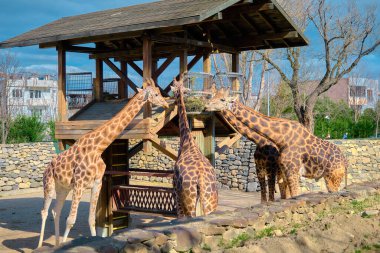 Hayvanat bahçesinde zürafa grupları. Zürafalar kurumuş ve kurumuş ot yiyorlar..
