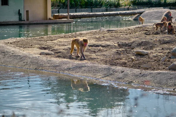 Hamadryas baboon  and monkeys walking near the small pond and looking for finding out something to eat and its reflection on pond.