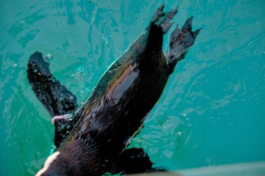 Güneşli bir günde, tek bir siyah ve penguen turkuaz renkli gölün altında yüzüyor ve hayvanat bahçesi parkında anket yapıyor..