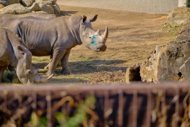 Quare-dudaklı gergedan, hayvanat bahçesinde toprak zemininde duran beyaz gergedan olarak da adlandırılabilir. Büyük boynuzlu gergedan.