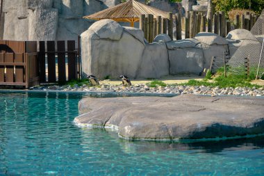 Siyah ve beyaz penguenler turkuaz renkli göletleriyle evlerinde. Güneşli bir günde yüzmek için gölet arıyorlar..