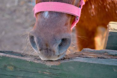 Ahşap malzemelerden yapılmış çitlerle kaplı ahırında toprağın üzerinde duran çok şirin bir midilli atı. Küçük Shetland midillisi zincirli ve kırmızı ve pembe eyeri var..