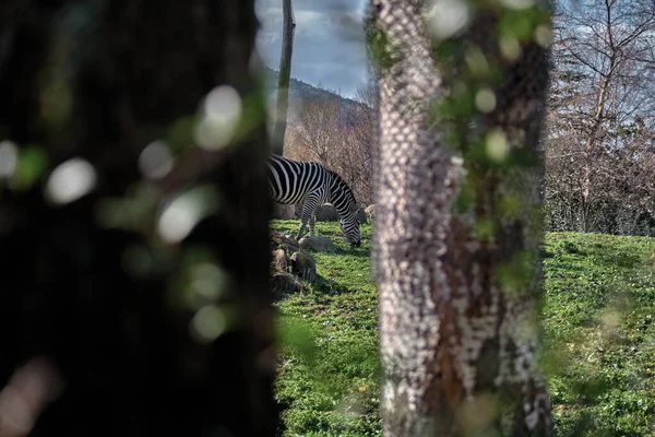 Zebra behind observing from two trees body. Black and white pattern zebra on green grass during feeding under a sunny day in a zoo park. 12.02.2021. Bursa. Turkey