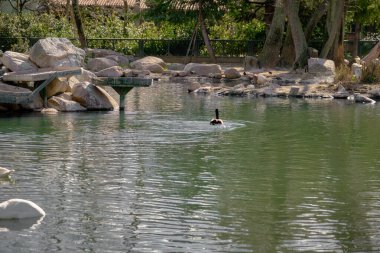 Beyaz ve renkli büyük kuşlar ördekler ve pelikanlar küçük gölette yüzüyorlar. Pelikan kafasını suya gömmüş..