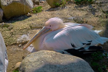 Büyük pelikan kuşları yuvalarında güneşin altında uzanıp dinleniyorlar. Fotoğrafı kapat..