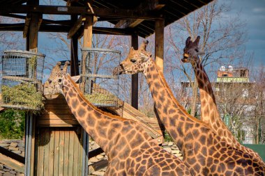Hayvanat bahçesinde zürafa grupları. Zürafalar kurumuş ve kurumuş ot yiyorlar..