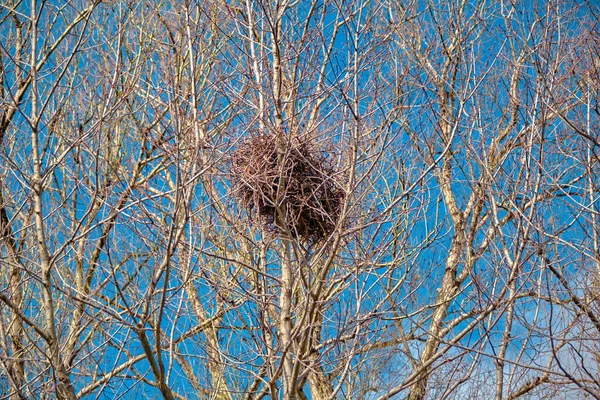A big bird nest standing on dried and withered tree branches together with blue sky background.
