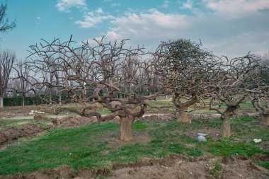 Bursa, Türkiye 'de bir botanik parkında dekoratif tasarım ve kurutulmuş ağaç.