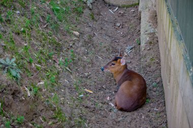 Hayvanat bahçesi parkında bir geyik doğal yaşam alanlarında ve toprağın üzerinde yatıyor.