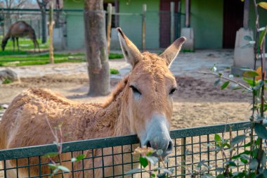 Çitlerin arkasında duran renkli beyaz ve kahverengi listeler. Fotoğrafa bakıyorum. Komik eşek..