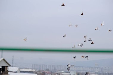 Kuş grupları Bursa 'nın gökyüzünde bulutlu hava ve bulutlu gökyüzü arka planıyla uçuyor.