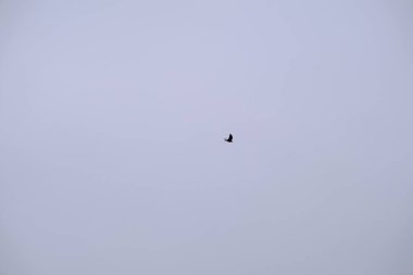 Kuş grupları Bursa 'nın gökyüzünde bulutlu hava ve bulutlu gökyüzü arka planıyla uçuyor.