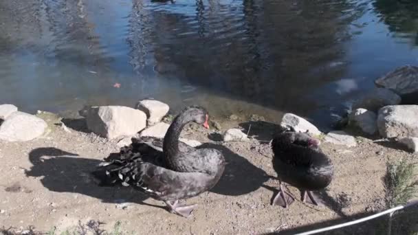 Pato Muito Preto Enorme Perto Lagoa Rio Pato Preto Tem — Vídeo de Stock