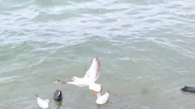 Yavaş çekim videosu. Martı, kara karabatak kuşları bulutlu havada turkuaz deniz ve dalgalar yüzüyor. Martı dalgaların üzerinde uçuyor ve sonra kafasıyla suya dalıyor ve su sıçrıyor..