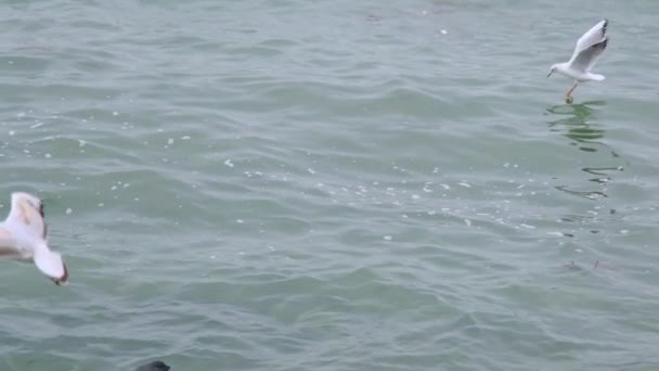 Gabbiano Uccelli Cormorani Neri Nuotano Mare Turchese Onde Durante Tempo — Video Stock