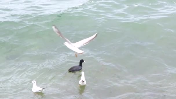 Vídeo Cámara Lenta Gaviota Cormoranes Negros Nadando Mar Turquesa Olas — Vídeos de Stock