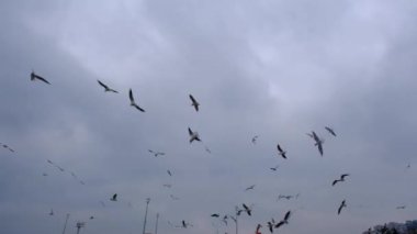 Gökyüzünde özgürce uçan bir sürü martı grubu var..