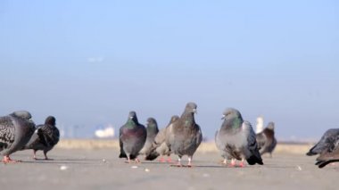 Güvercin ve güvercin grupları boğazın kıyısında duruyor. Güvercinler kaşınıyor, rüzgarları kaşınıyor, insanlar yürüyor ve martılar kuşların arkasından uçuyor. İstanbul. Türkiye 26.02.21.