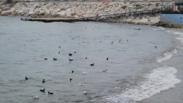 Many Seagulls Flying Waves Turquoise Water Seagull Black Cormorant Birds — Stock Video