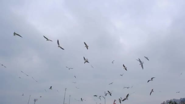 Cielo Nublado Con Muchos Grupos Gaviotas Volando Libremente Cielo — Vídeos de Stock