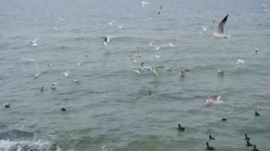 Martı, kara karabatak kuşları bulutlu havada turkuaz deniz ve dalgalar yüzer. Birçok martı dalgaların üzerinde uçuyor.