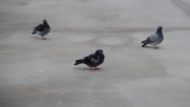 Beyaz beton zeminde duran güvercin ve güvercin grupları. Güvercinlerden biri kaşınıyor ve rüzgarı kaşınıyor. Üç güvercin ve güvercin. Boyunlarında gri tüyler ve renkli tüyler..