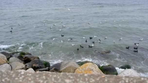 Многие Чайки Летают Над Волнами Бирюзовой Воды Чайка Черные Бакланы — стоковое видео
