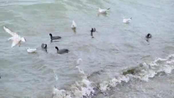 Seagulls Black Cormorant Birds Swimming Turquoise Sea Waves Overcast Weather — Stock Video