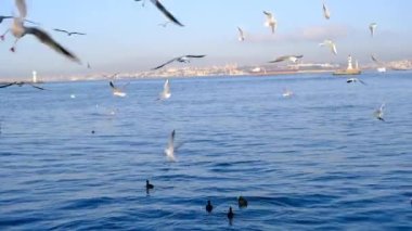 İstanbul Türkiye 26.02.2021. Bosporus Sea İstanbul 'da toplu taşıma gemisi. Haydarpaşa tren istasyonunun arka planında martılar vapurun etrafında uçuyor..