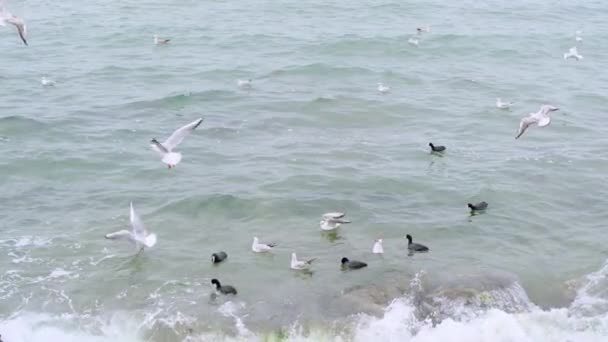 Γλάροι Και Μαύρα Κορμοράνοι Κολυμπούν Στην Τυρκουάζ Θάλασσα Και Κύματα — Αρχείο Βίντεο