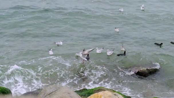 Långsam Rörelse Video Seagull Svarta Skarv Fåglar Simmar Turkos Hav — Stockvideo