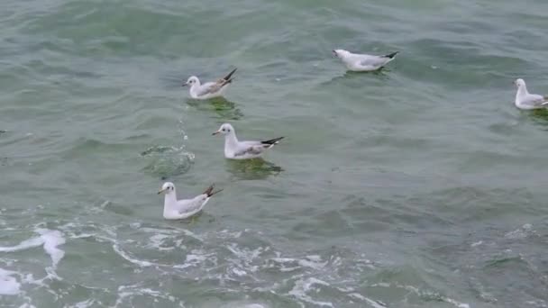 Långsam Rörelse Video Seagull Svarta Skarv Fåglar Simmar Turkos Hav — Stockvideo