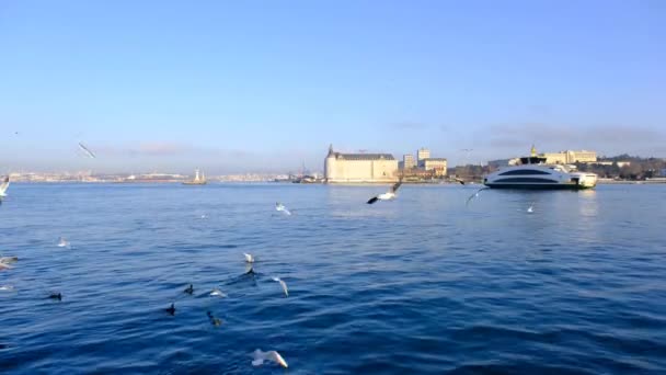 Istambul Turquia Gaivotas Bósforo Com Antiga Antiga Estação Ferroviária Haydarpasa — Vídeo de Stock