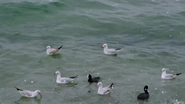 Vídeo Cámara Lenta Vídeo Abre Con Agua Salpicada Junto Con — Vídeos de Stock