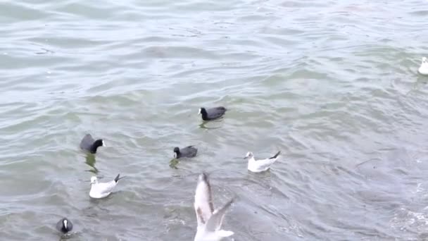 Vídeo Cámara Lenta Gaviota Cormoranes Negros Nadando Mar Turquesa Olas — Vídeos de Stock