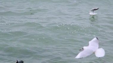 Martılar ve kara karabataklar bulutlu havada turkuaz denizde ve dalgalarda yüzerler. Deniz kıyısındaki taş ve kayalara su sıçratarak. Yavaş çekim videosu. 