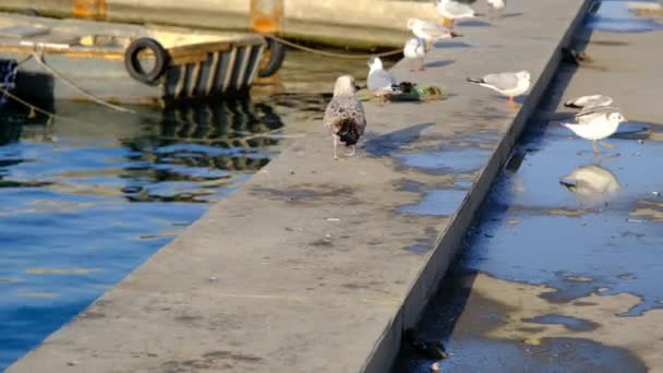 阳光明媚的日子里 土耳其卡德科伊港附近的大小不一的彩色海鸥 大海鸥在散步 其中一些在玻色门子里飞舞 小鸟在小水坑上的倒影 — 图库视频影像