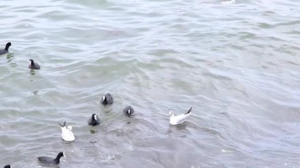비디오 새들이 날씨에 청록색 바다와 파도를 헤엄치고 있습니다 날으는 갈매기 — 비디오