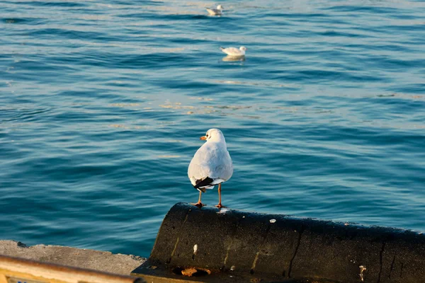 Seagull, black cormorant birds swimming turquoise sea of bosporus istanbul.stanbul. Turkey. 26.02.2021