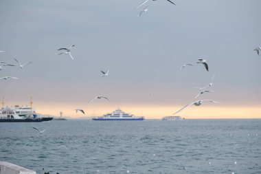 İstanbul 'da gün batımından sonra birçok martı taşıyan iç taşımacılık gemileri ve feribot İstanbul' da boğazda bulutlu bir arka plan. Hindi. İstanbul. 01.03.2021.