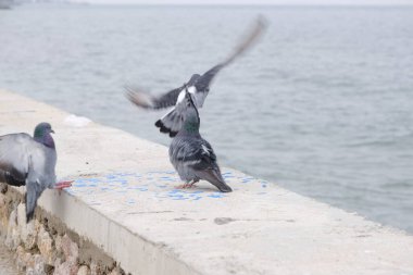 Güvercin ve güvercin grupları. Boyunlarında gri tüyler ve renkli tüyler var. Deniz kenarındaki bir duvara ve bulutlu bir havada kıyıya iniyorlar..