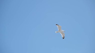 Tek ve büyük martı kuşları bulutlu havada gökyüzünde özgürce uçuyor..