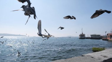 04.03.2021 İstanbul. Hindi. İstanbul Boğazı 'nda martılar ve güvercinler uçuyor. feribot ve gemiler güneşli bir günde liman ve limanda.